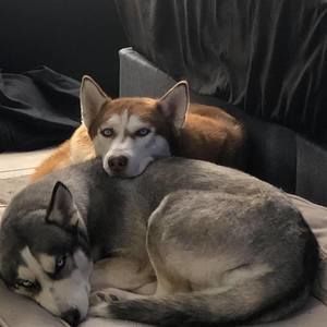 Meet your Posher, Diego